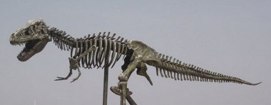 Xương khủng long với xương sống là tuyến chính, xương sườn, xương chân là nhánh phụ.